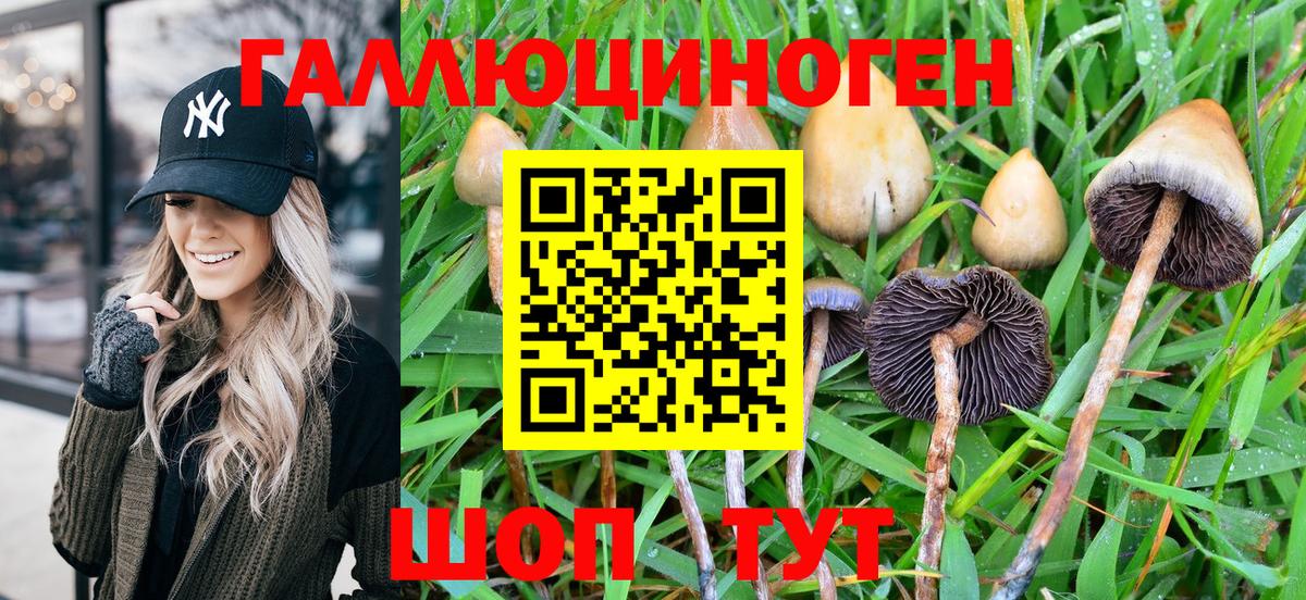 Псилоцибиновые грибы Cubensis Малоярославец